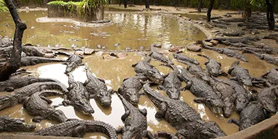 Madras Crocodile Bank